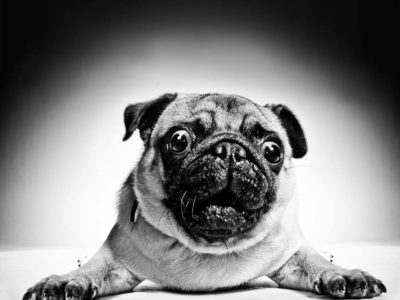 6 Dog Products that Will Blow Your Dog's Mind