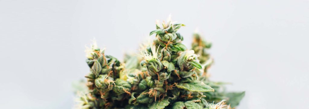 The 4 Best Cannabis Box Subscription Services