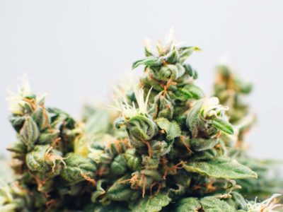 The 4 Best Cannabis Box Subscription Services